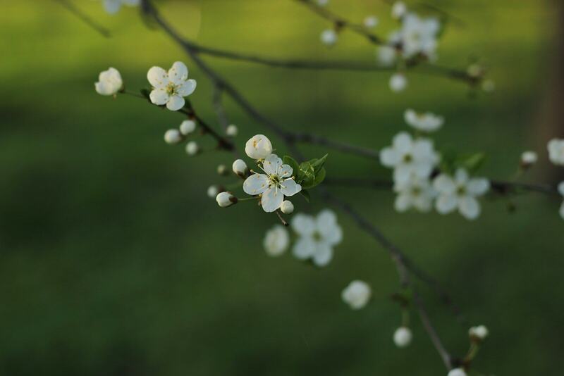 A branch of small white blossoms in front of soft green